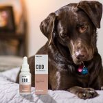 Best Options for CBD treats for Your Pets
